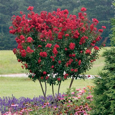 Enhancing Your Outdoor Space with Red Nabic Crape Myrtle: Design Ideas